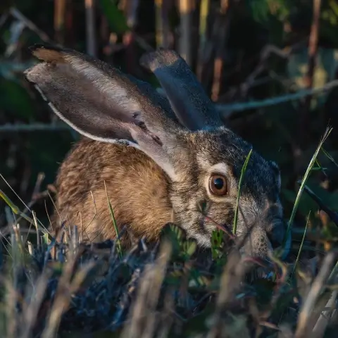 Ostara vieren - foto van een haas