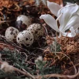 Ostara vieren, het lentefeest in hekserij. afbeelding nest vol eieren.