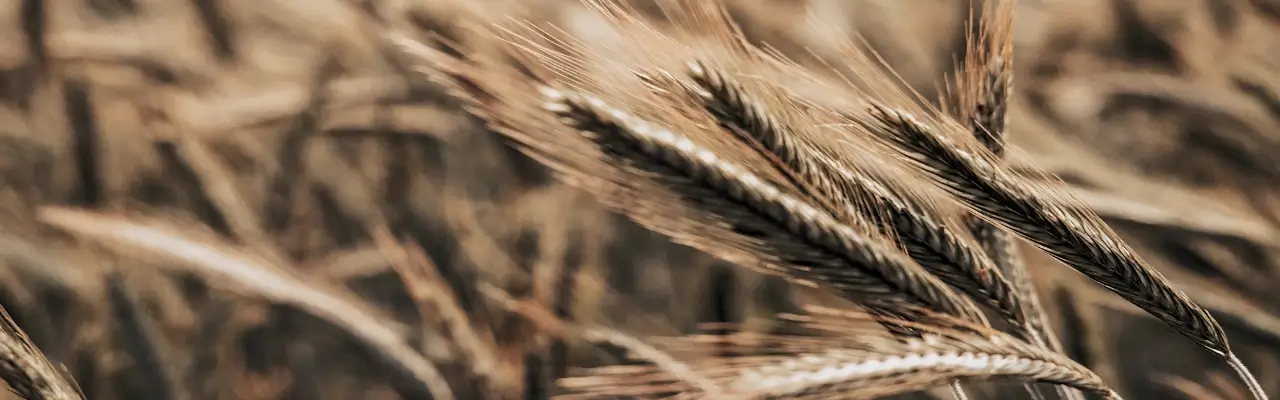 graanhalmen, lammas of lughnasadh vieren als heks