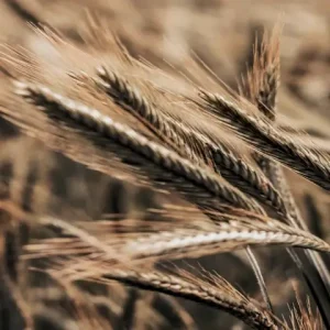 graan, lughnasadh het eerste oogstfeest in hekserij