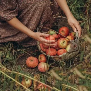 mabon, vrouw oogst appels