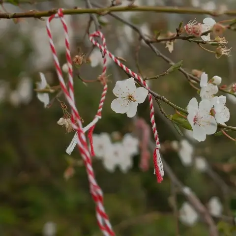 bloesems met rood-witte linten - de acht jaarfeesten beltane