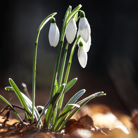 Het keltisch jaariel en de acht jaarfeesten, afbeelding van sneeuwklokjes in de lente