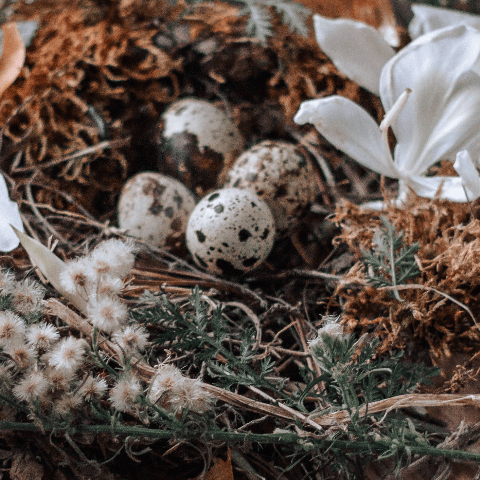 heksenfeest ostara, een altaar met bloemen en eieren erop. Keltisch jaarwiel, de acht jaarfeesten,