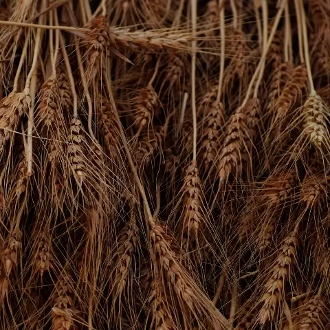 geoogst graan voor Lughnasadh of Lammas