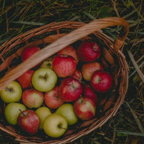 Een mand met appels voor Mabon, het tweede oogstfeest